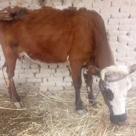 Goleli sygyr bakylan gacar