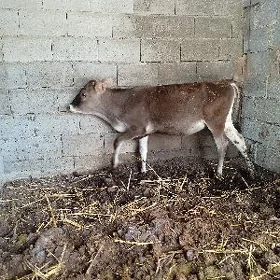 tüwe