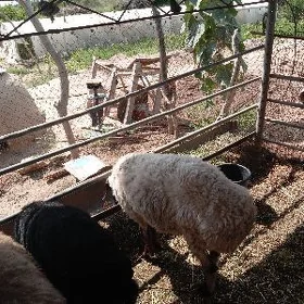 ișek