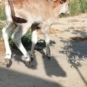 okuzce