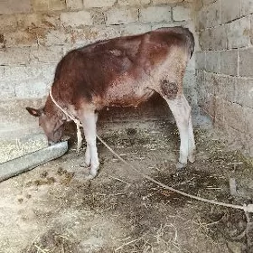 tüwe