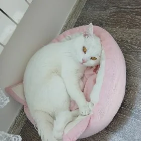 Sotlan pisik кот шотлан