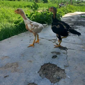 baysok