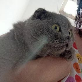 кошка