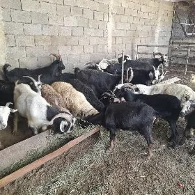 erkeç dog