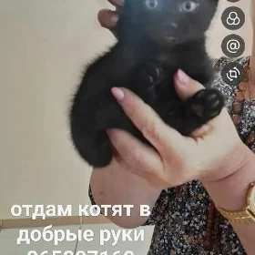 Отдам котят в добрые руки