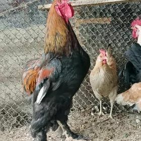 Brama horoz