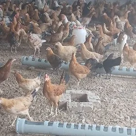 Yaş towuk