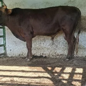 Bakylan okuz tuwe