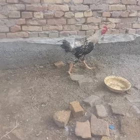 baysow