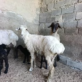 guzly goýun