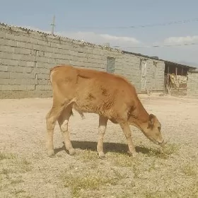okuzce
