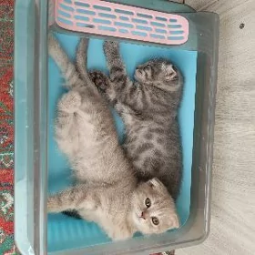 pişikler кошки