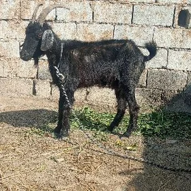 geçi