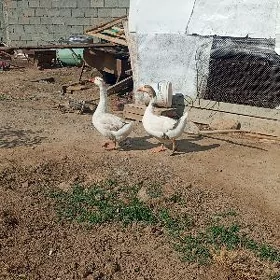 guş