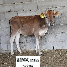 okuzce