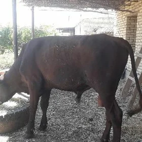 ökuz