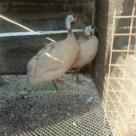 Ak sisarka kakilik