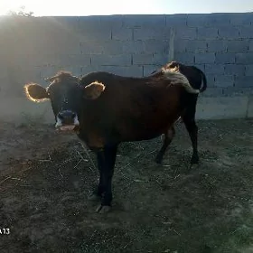 sygyr