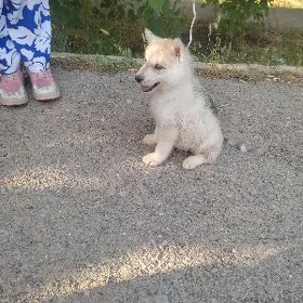 haski