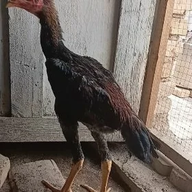 horaz