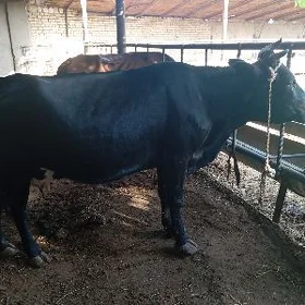 goleli sygyr
