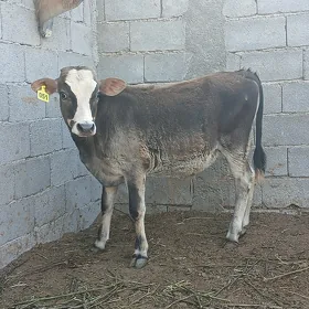 Öküzçe