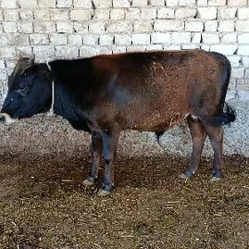 Öküz tüwe