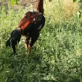 horaz
