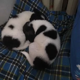 щенки