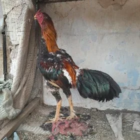 baysow horazlar