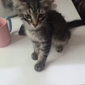котёнок