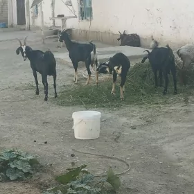 dog gysyr gysyr