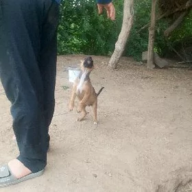 Pitbull