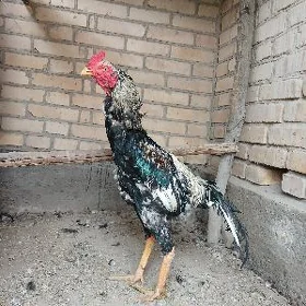 horaz