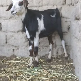 geci