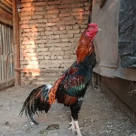 baysok