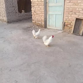 paroda yapon