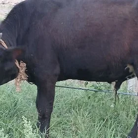 ÖKÜZ