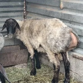 goýun biçilen