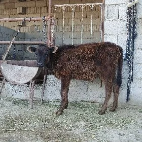 sygyr tuweler