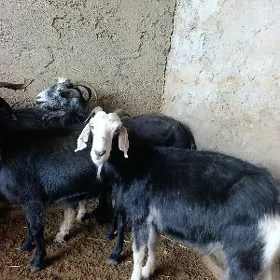 geçiler