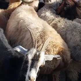 goyunlar geciler