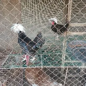 ak telpek