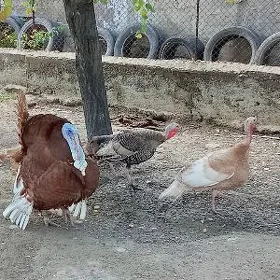 Induk