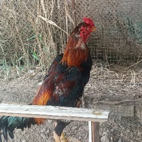 horaz