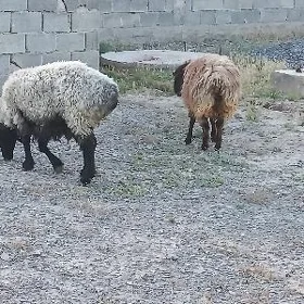 Goÿun