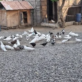 Kepderi tutulan
