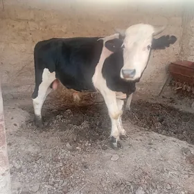 ökùz