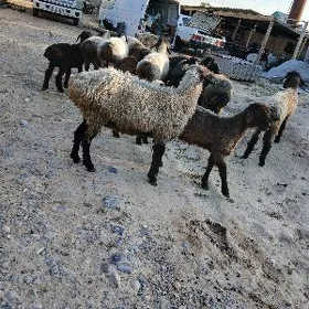 goyn gecı
